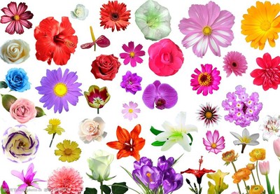 自然與工業(yè)的交融 花朵植物素材在機械設(shè)備設(shè)計中的美學(xué)與創(chuàng)新