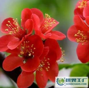 基地直銷優(yōu)質(zhì)花卉苗木 西府海棠、帖梗海棠與紅寶石海棠