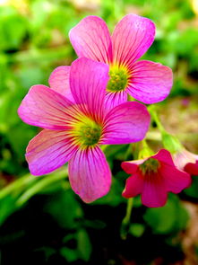 精工與芳華 當(dāng)機械設(shè)備邂逅花卉特寫