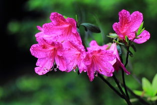 杜鵑花開紅艷艷 當(dāng)傳統(tǒng)花卉與現(xiàn)代機械相遇